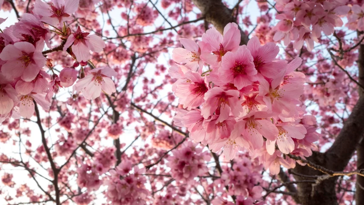 O Equinócio de Primavera