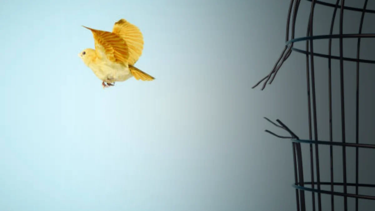 Liberte-se dos Condicionamentos