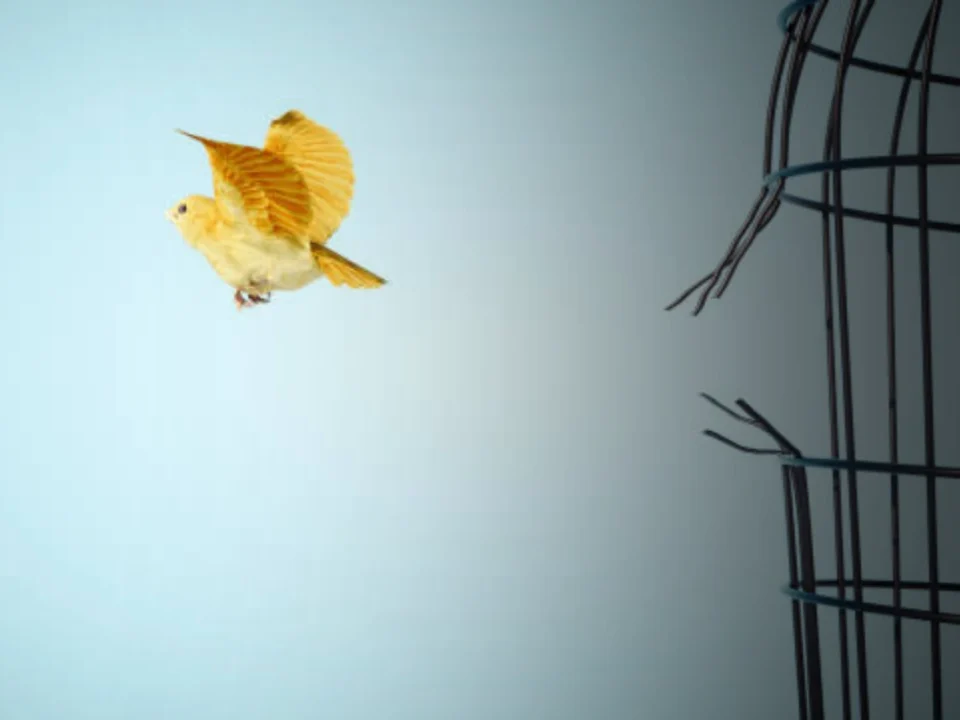 Liberte-se dos Condicionamentos